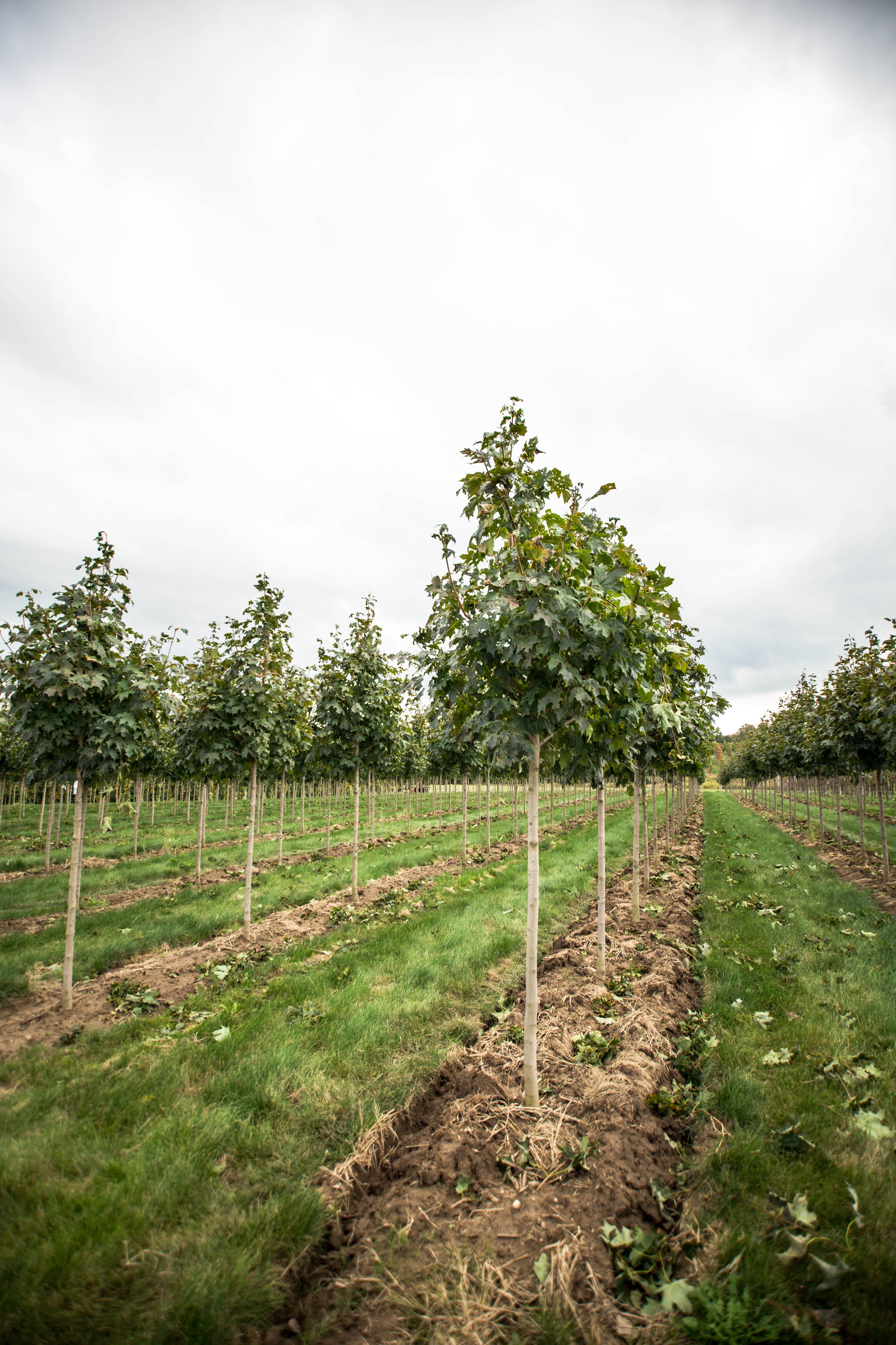 Acer saccharum ‘Green Mountain’